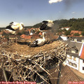 14_15-nest.jpg