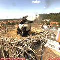 14_20-nest.jpg