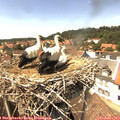14_25-nest.jpg