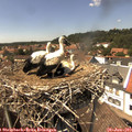 14_30-nest.jpg