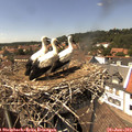 14_35-nest.jpg