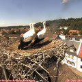 14_40-nest.jpg