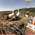 14_45-nest.jpg