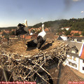 14_50-nest.jpg