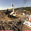 14_55-nest.jpg