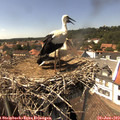 15_00-nest.jpg
