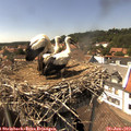 15_05-nest.jpg