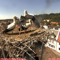 15_15-nest.jpg