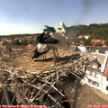 15_20-nest.jpg