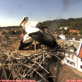 15_25-nest.jpg