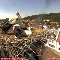15_30-nest.jpg