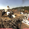 15_35-nest.jpg