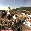 15_40-nest.jpg