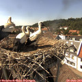 15_45-nest.jpg