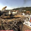 15_50-nest.jpg
