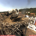 15_55-nest.jpg