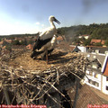 16_00-nest.jpg