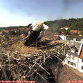 16_05-nest.jpg