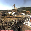 16_10-nest.jpg