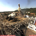 16_15-nest.jpg