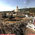16_20-nest.jpg