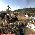 16_25-nest.jpg