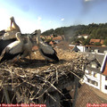 16_30-nest.jpg