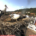 16_35-nest.jpg
