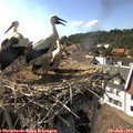 16_40-nest.jpg