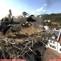 16_45-nest.jpg