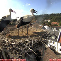 16_50-nest.jpg