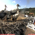 16_55-nest.jpg