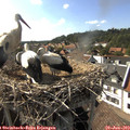 17_00-nest.jpg