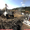 17_05-nest.jpg