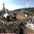 17_10-nest.jpg