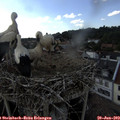 17_20-nest.jpg