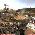 17_25-nest.jpg