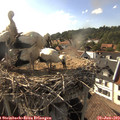17_35-nest.jpg