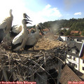 17_40-nest.jpg