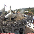 17_45-nest.jpg