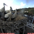 17_50-nest.jpg