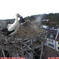 17_55-nest.jpg