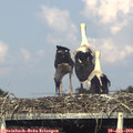 18_00-mast.jpg