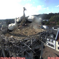 18_00-nest.jpg