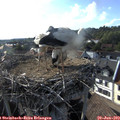 18_05-nest.jpg