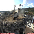 18_10-nest.jpg