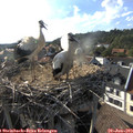 18_15-nest.jpg