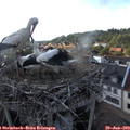 18_20-nest.jpg