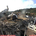 18_25-nest.jpg