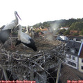 18_30-nest.jpg